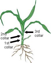 Corn Growth Stage Development
