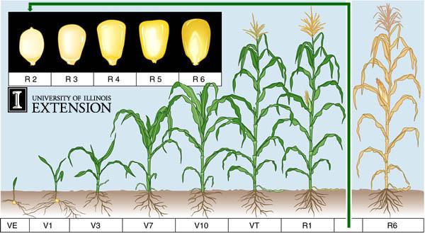 Corn Growth Stage Development2