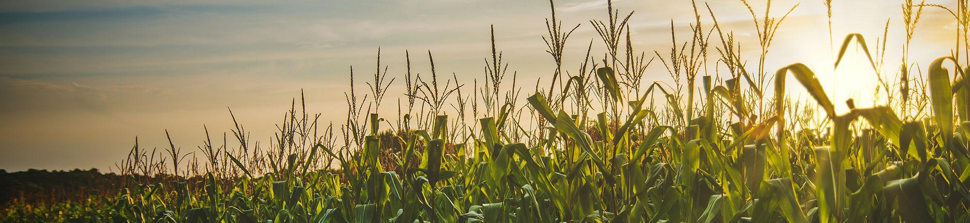 Field of Corn at sunrise